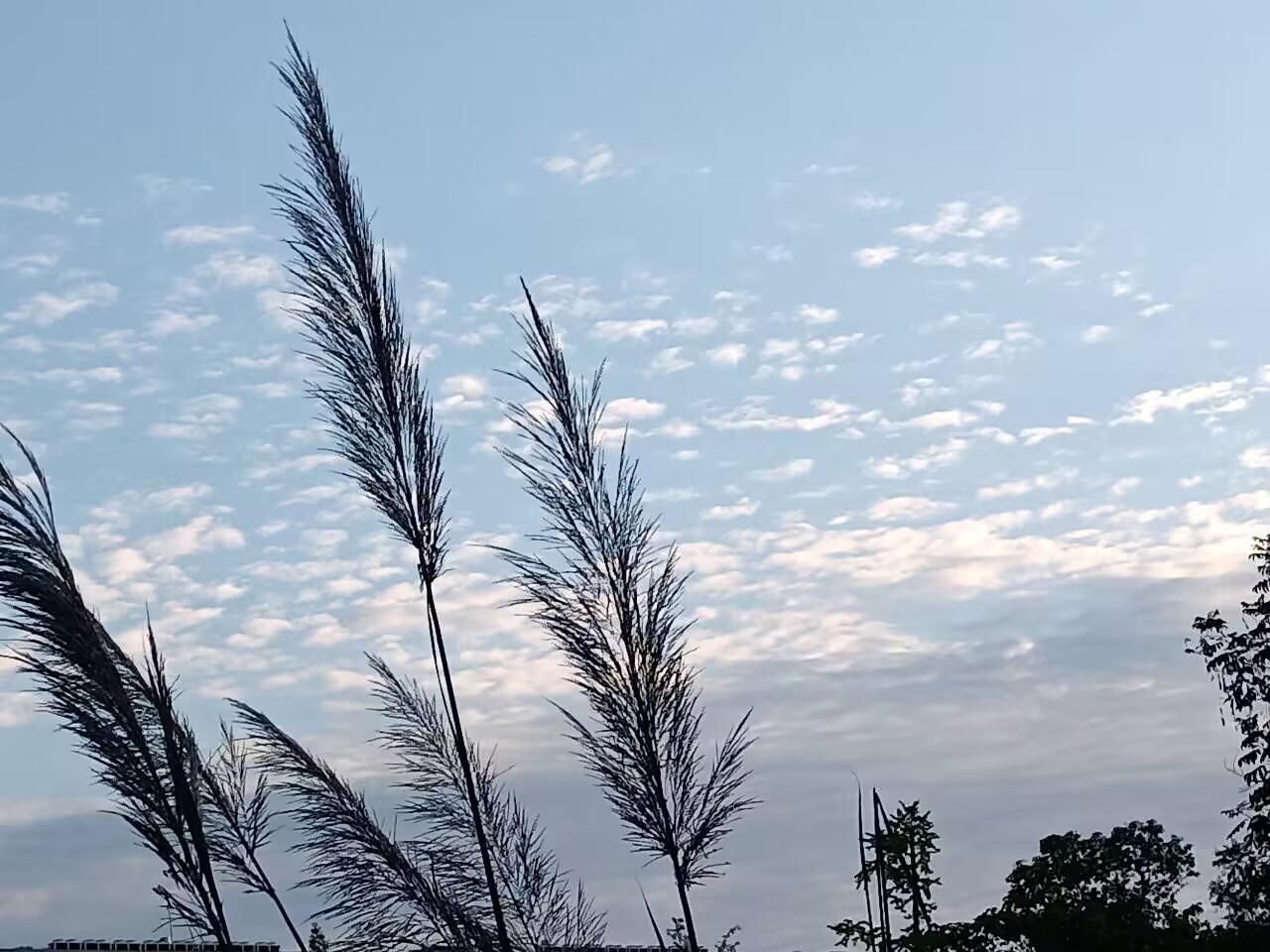 何不远飞去，蓬蒿正繁新。
（图片来源于四川文理学院   拍摄者李洪静）