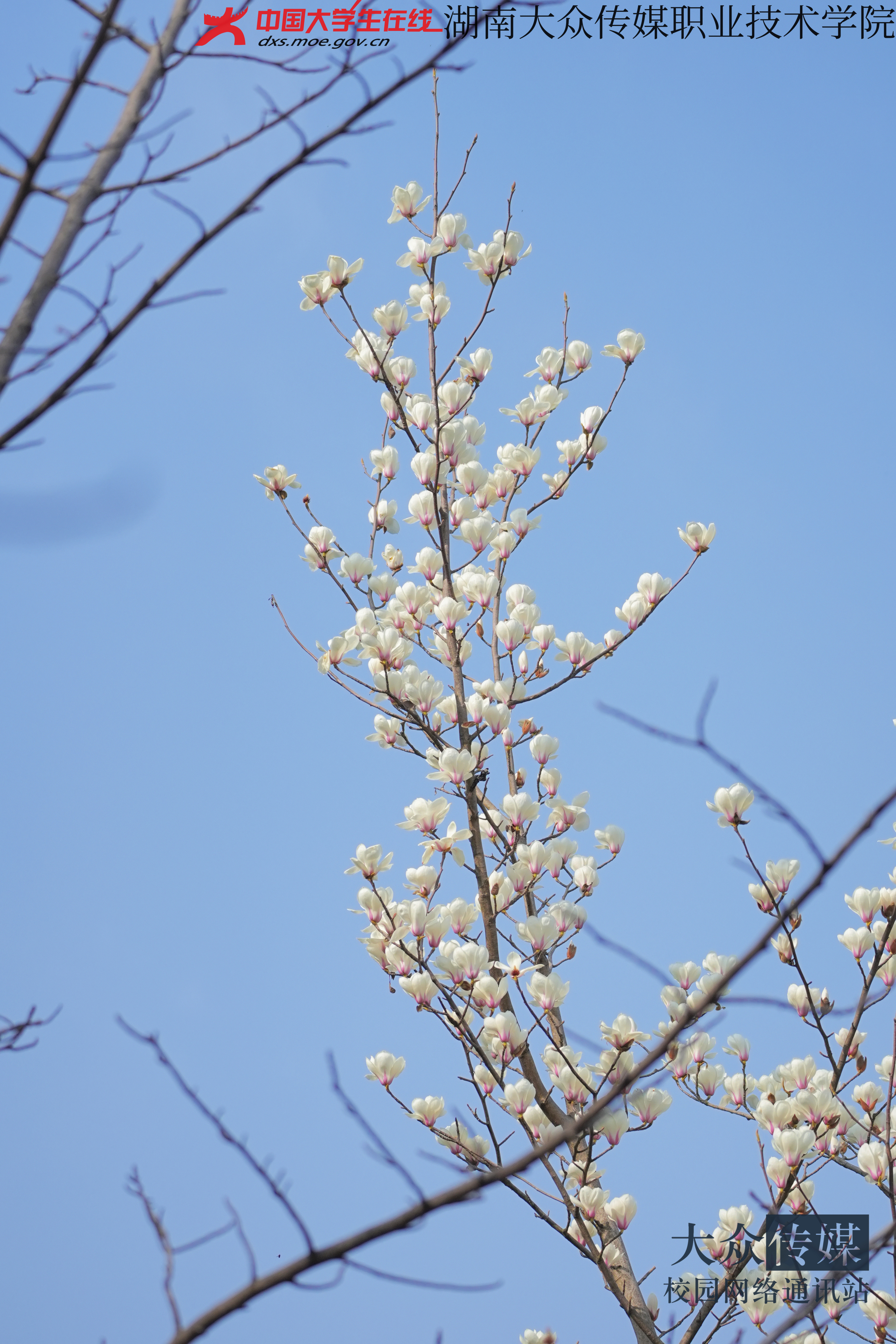 春暖花开，为你而来。