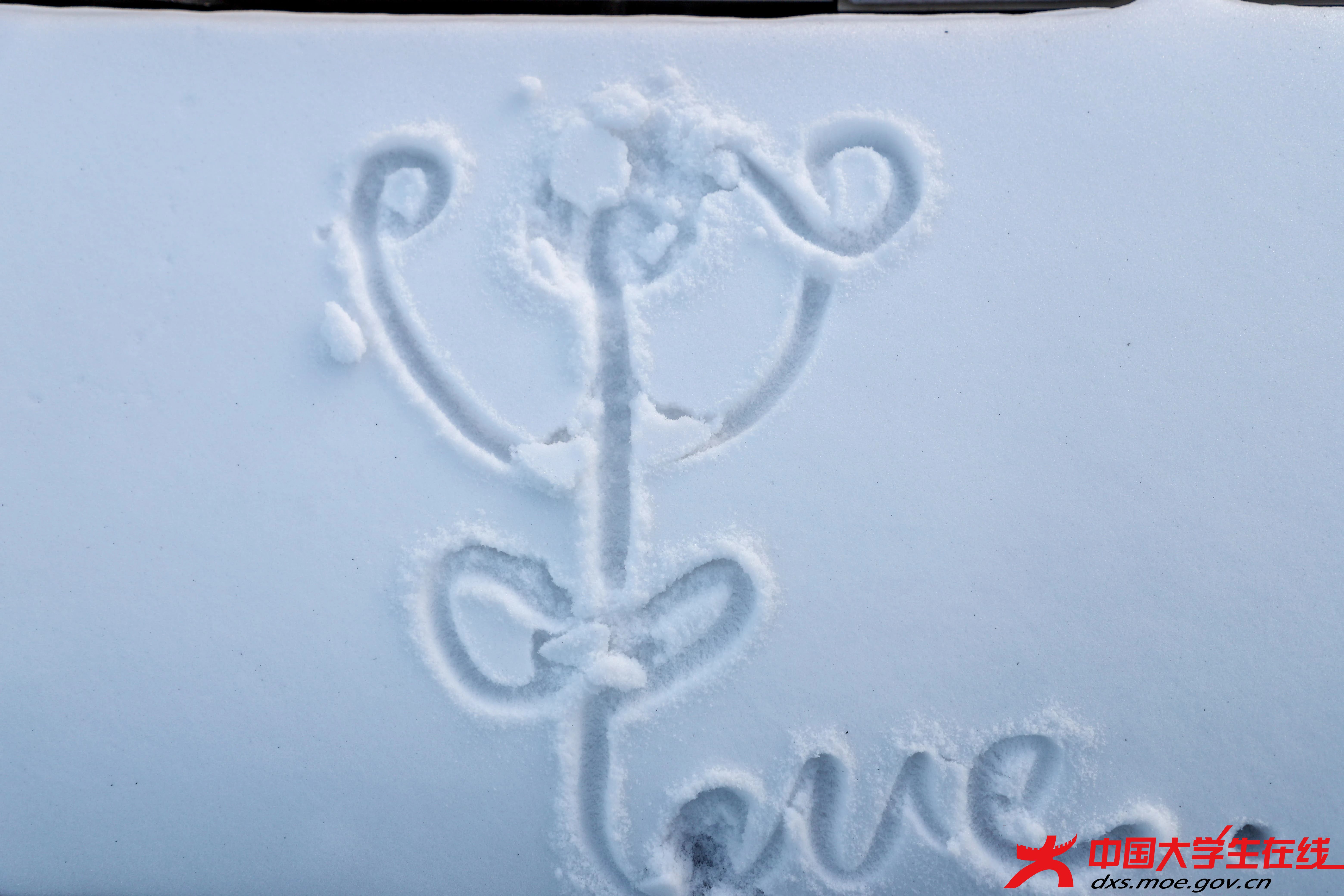 浪漫的冰雪玫瑰。邵存阳摄.jpg 浪漫的冰雪玫瑰。邵存阳摄.jpg