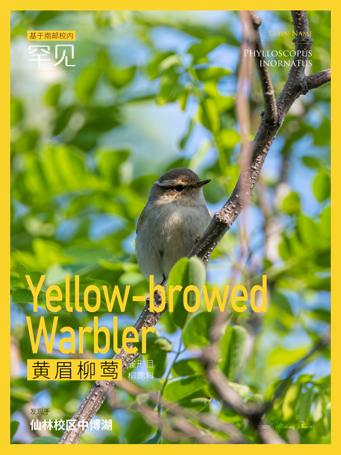 23黄眉柳莺.jpg