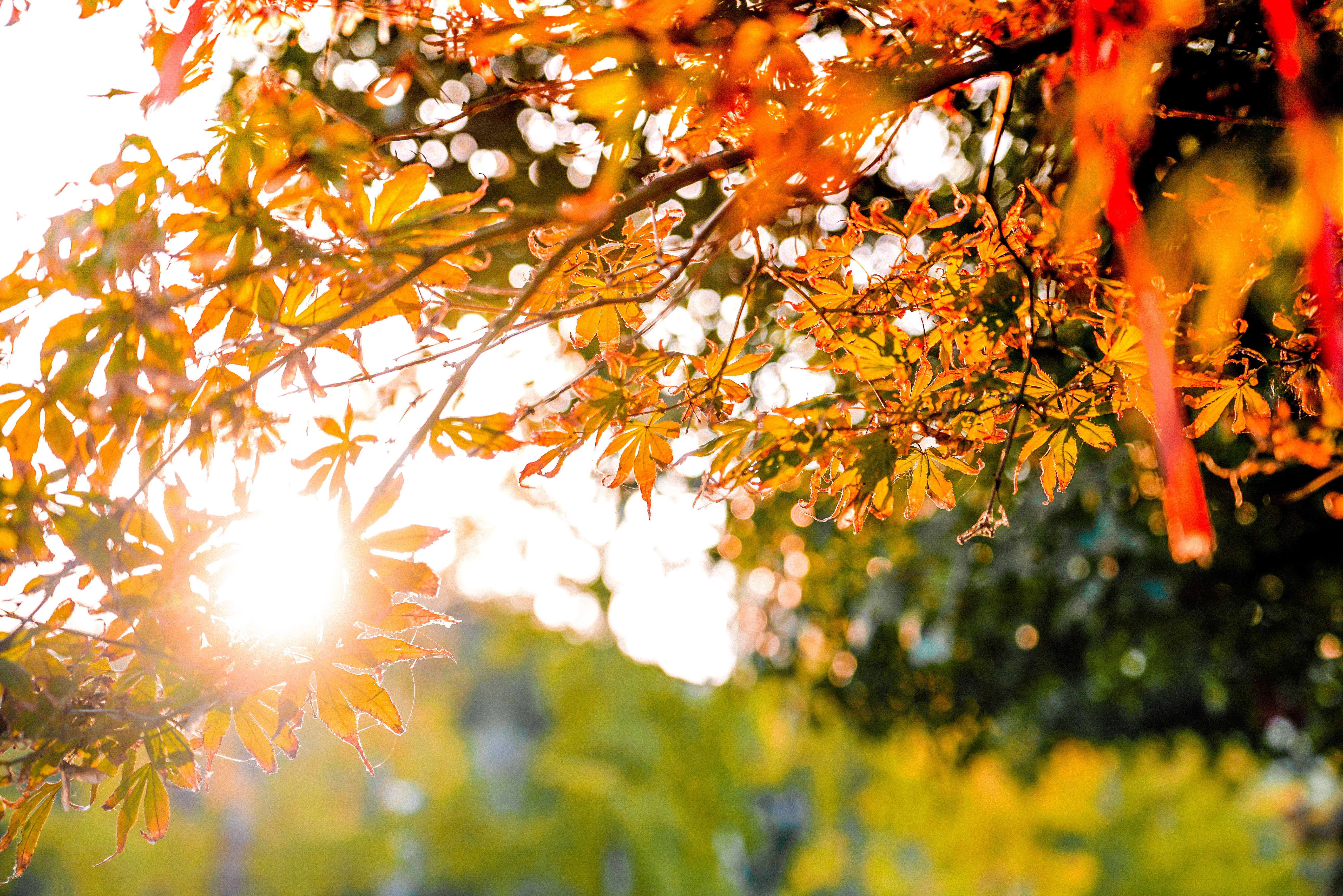 暖阳斜照,叶叶如金,秋天的韵味弥漫在校园中(图/肖俊)