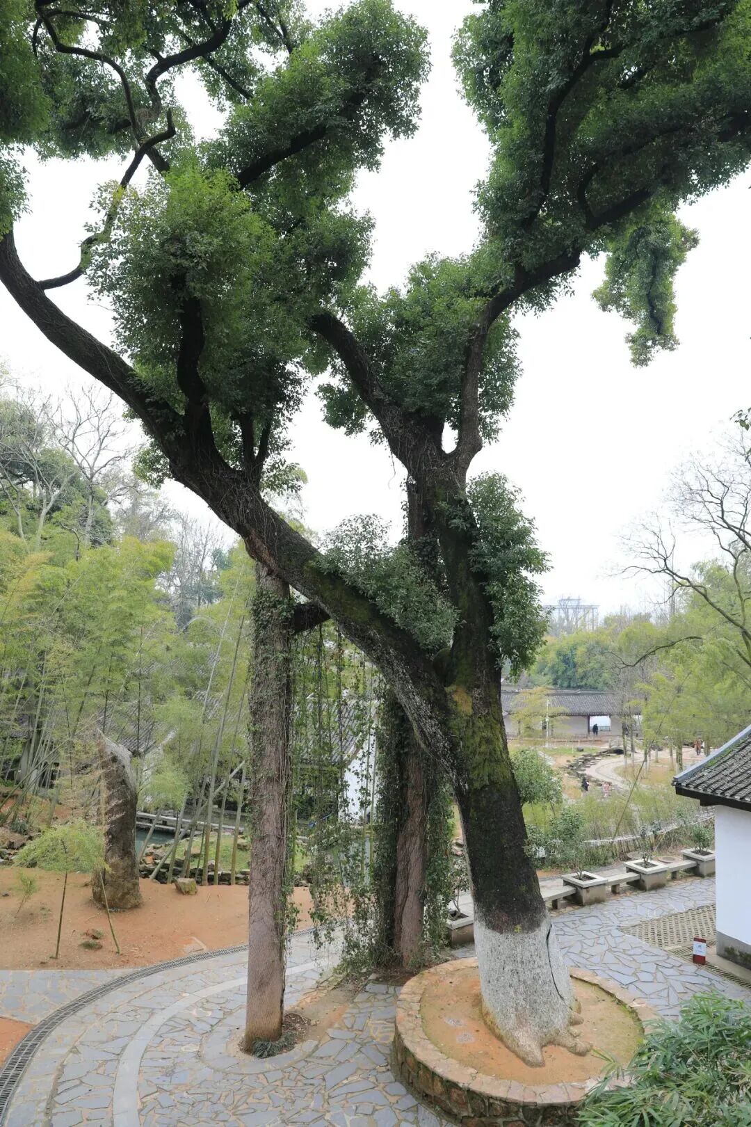 绿色湖大,你“植”得拥有!-19.jpg 绿色湖大,你“植”得拥有!-19.jpg