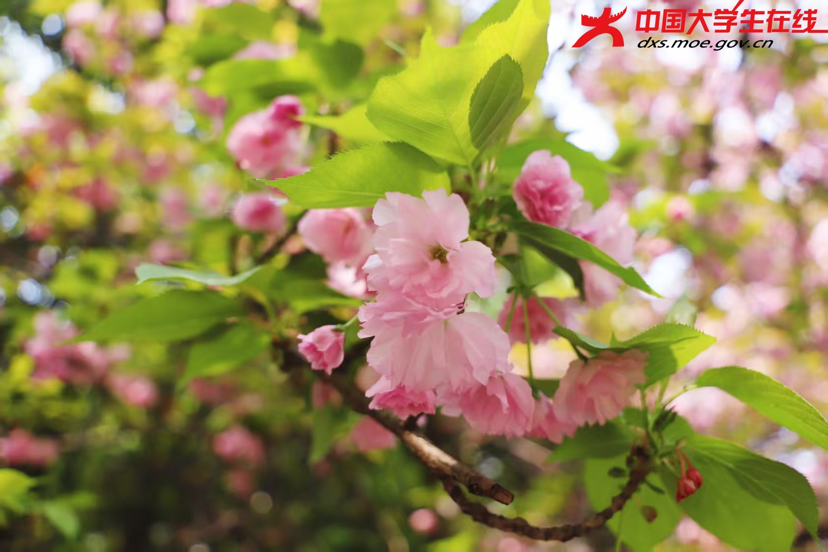 关山樱 来源：河南农业大学