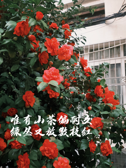 山茶花的红，不是春日里温柔的桃红，也不是夏日里热烈的火红，而是一种坚韧不拔、历经风霜的深红。