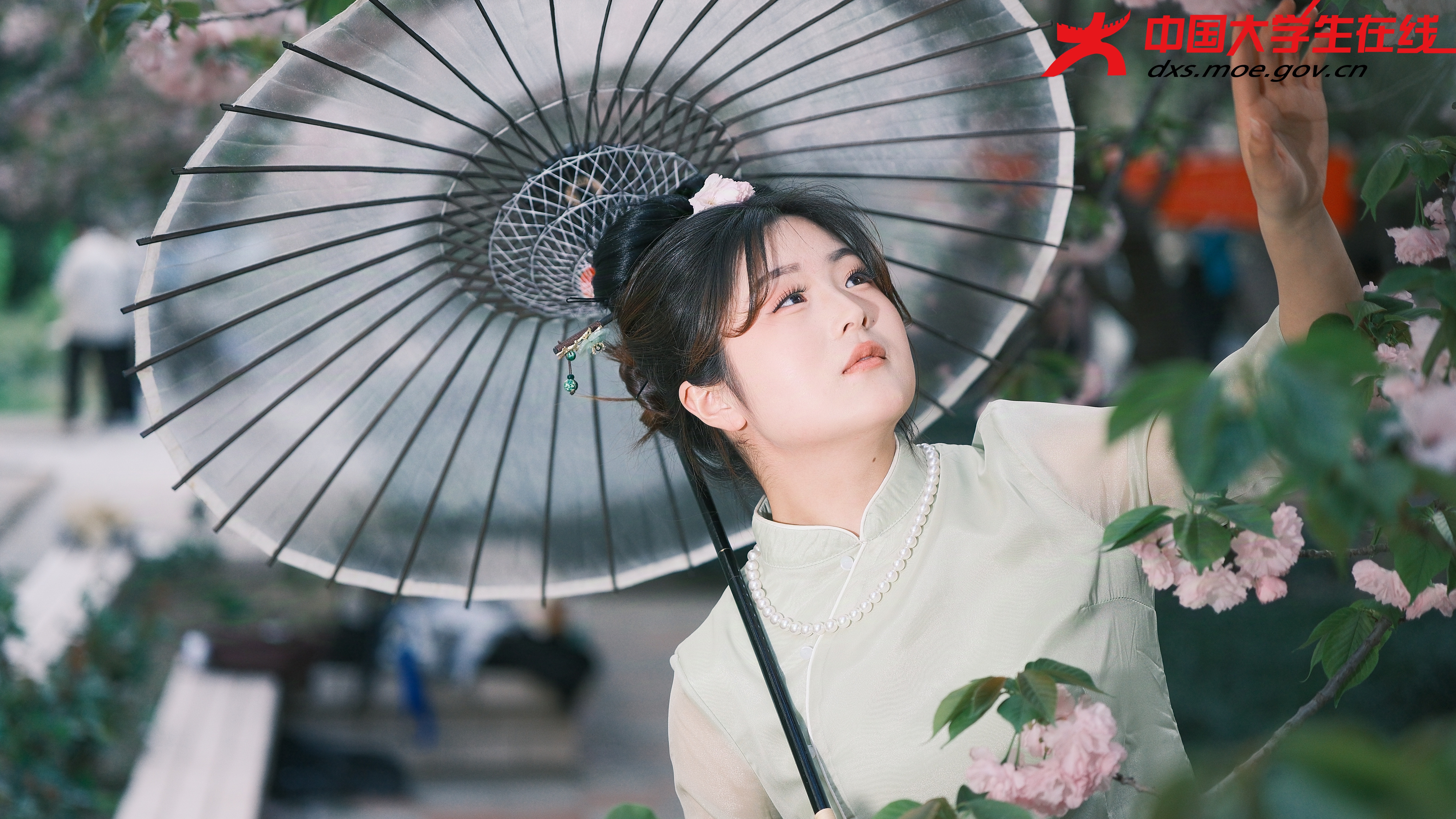 少女身穿汉服赏樱花  图片来源：河南农业大学