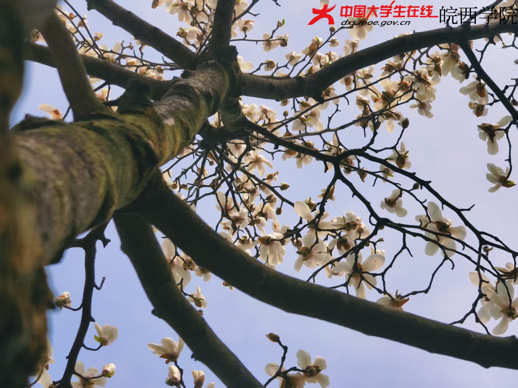 花开在阳光里，青春开在花里。