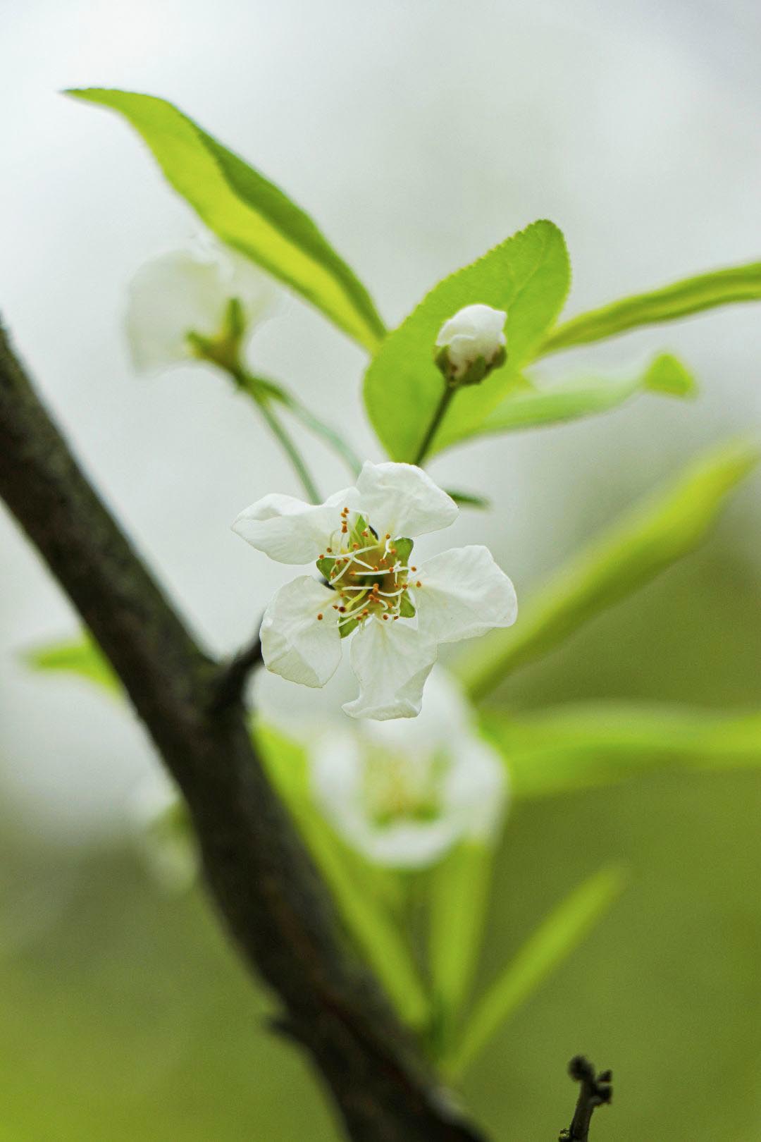 雪白的梨花探上枝头，花瓣纯洁娇柔，显得桂工的春天更加烂漫。