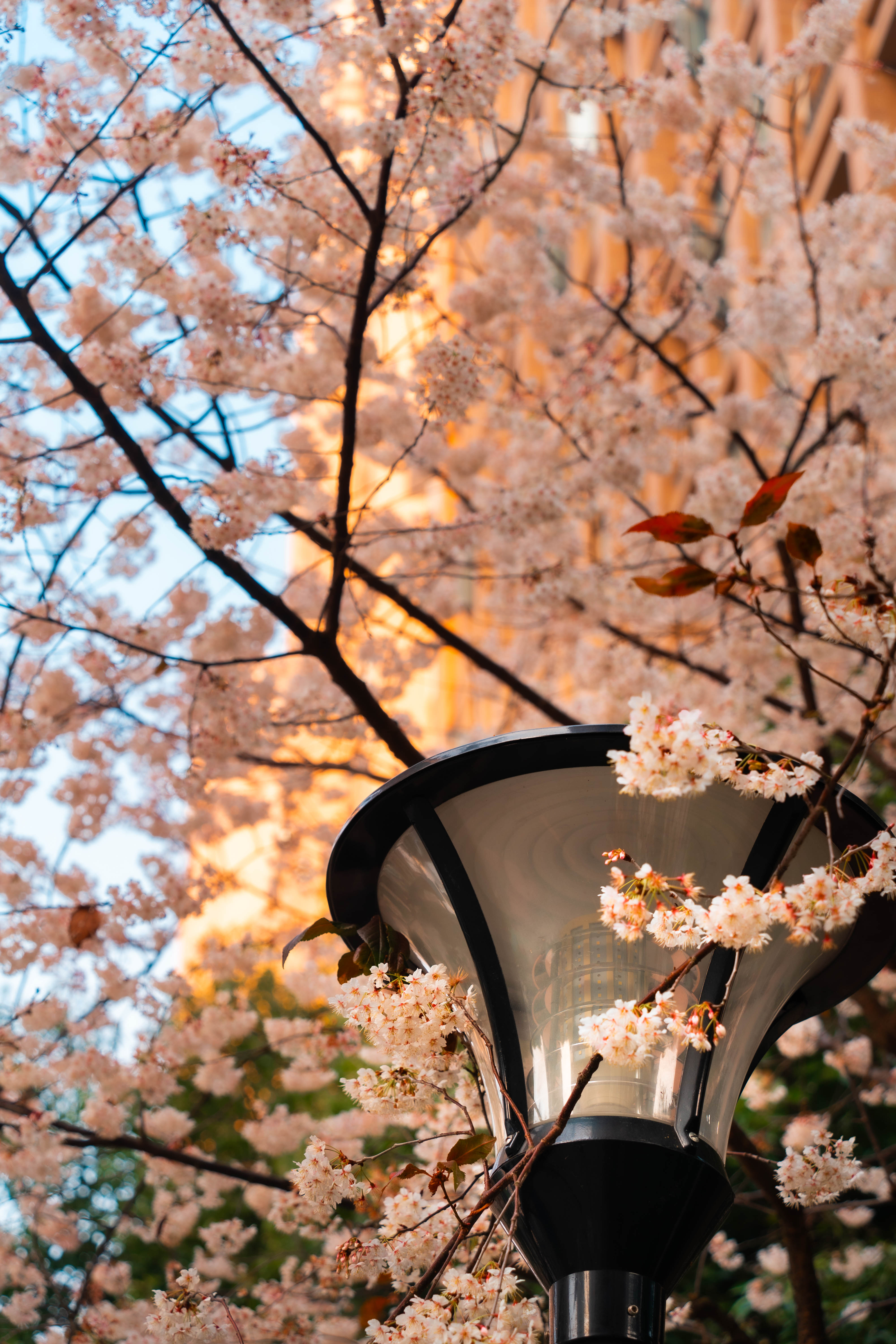 樱花簇拥着路灯，层层叠叠地绽放在四周，绘就校园的温馨。(钱烨 摄）