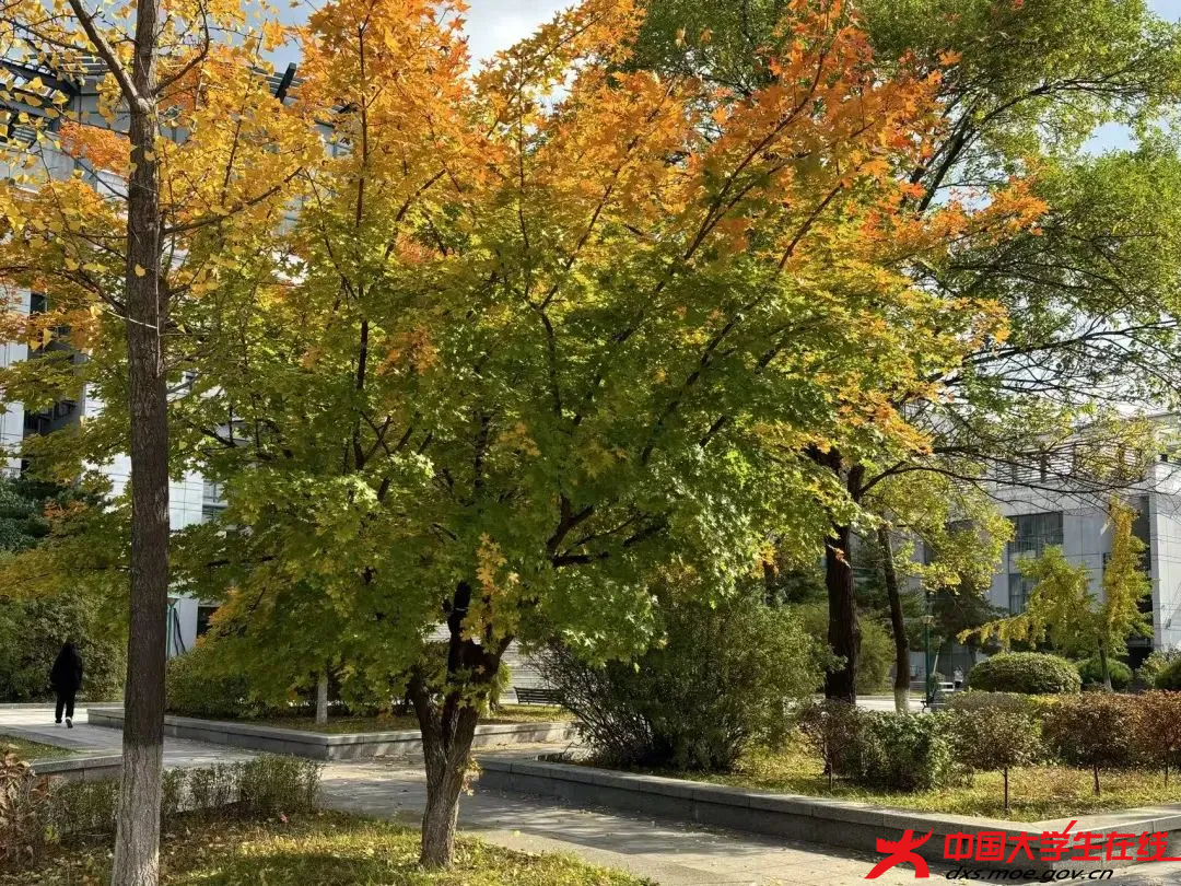 满树芳英映蓝天 辽宁科技大学大通社摄.png 满树芳英映蓝天 辽宁科技大学大通社摄.png