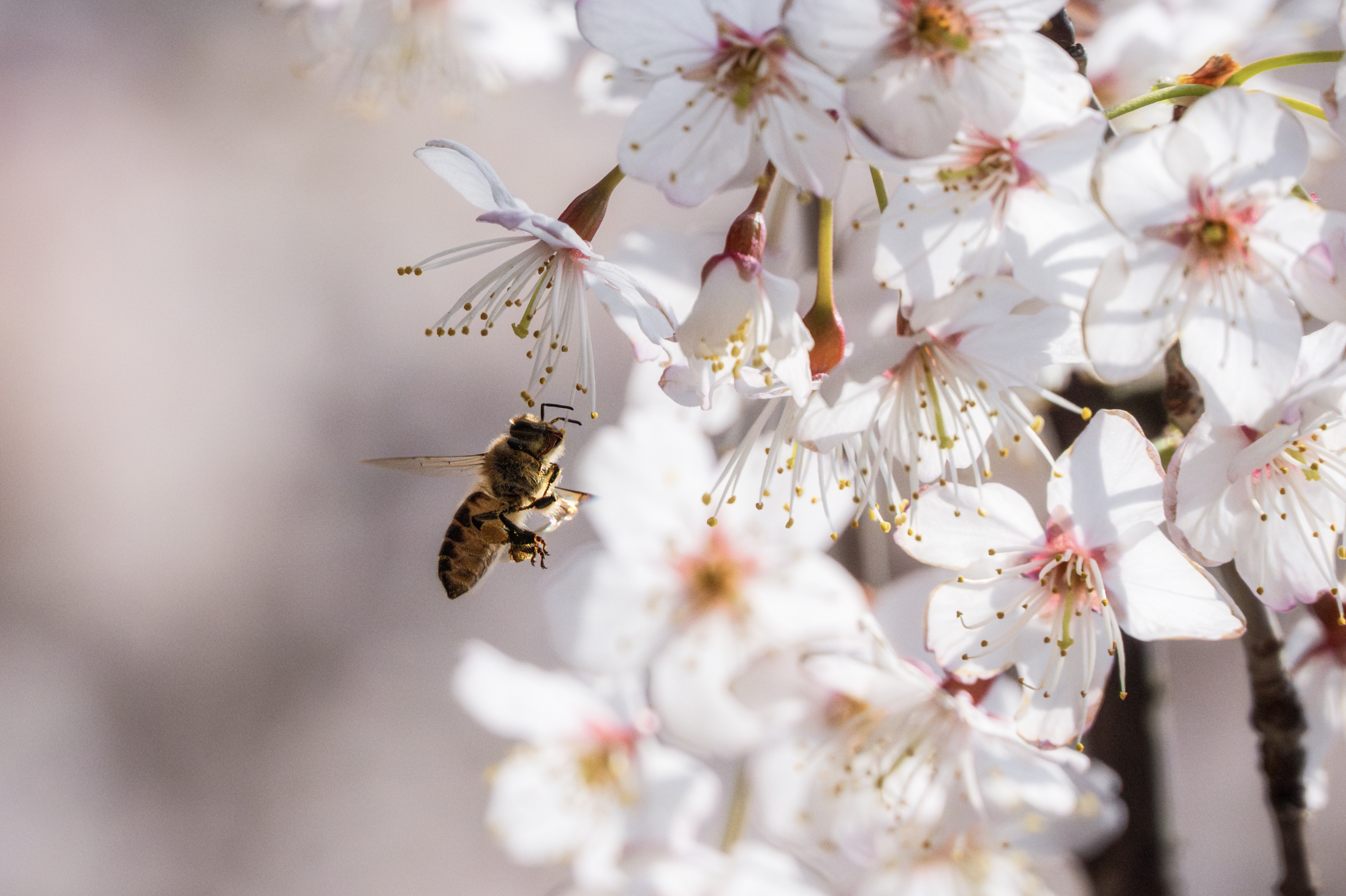 蜜蜂于樱花间穿梭，嗡嗡地忙碌着，奏响了春日的勤劳乐章。(危祎子 摄）