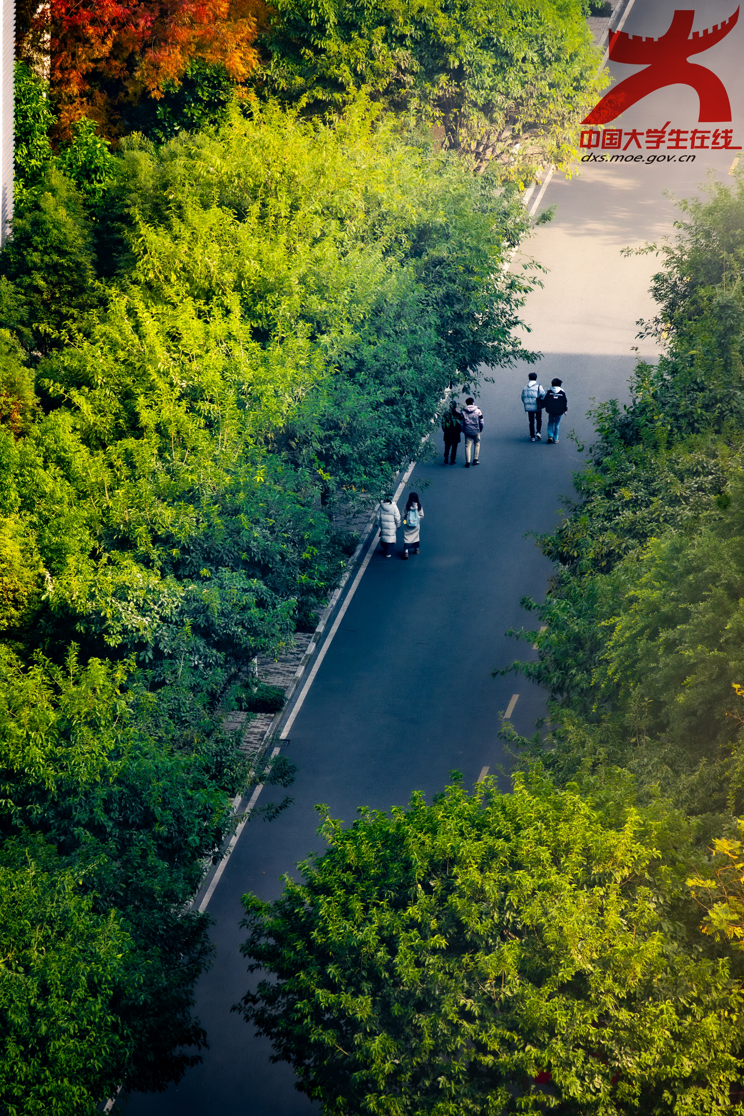 绿树成荫的校道上，学子并肩同行，青春身影尽显朝气。(袁柏林 摄）