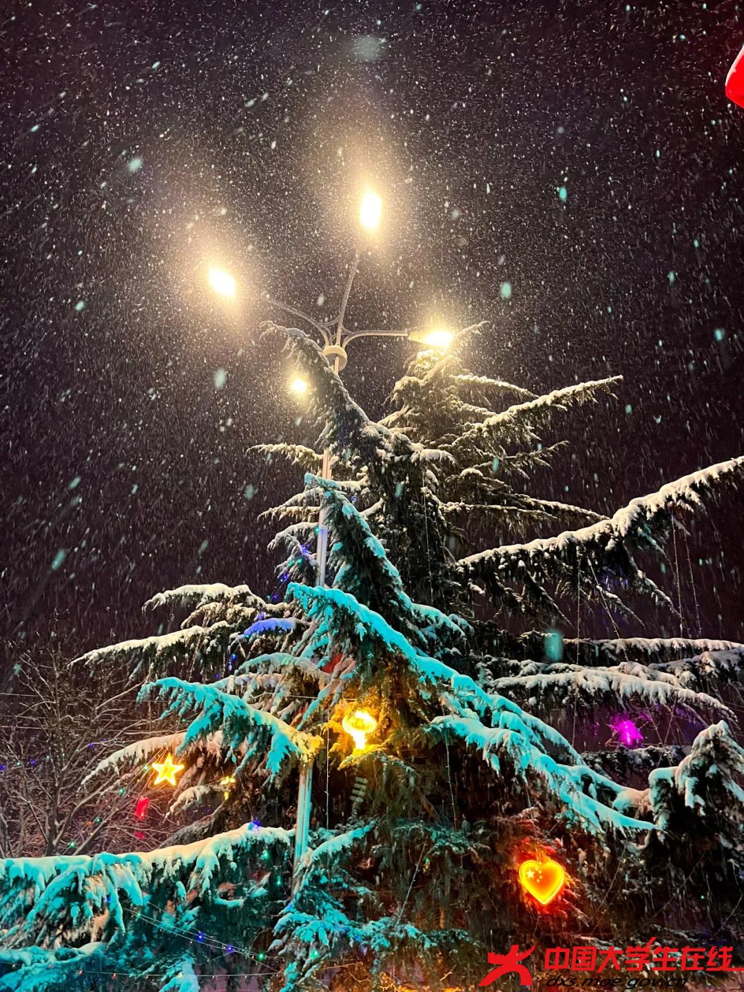 夜雪如诗如画。曹乾英摄.jfif