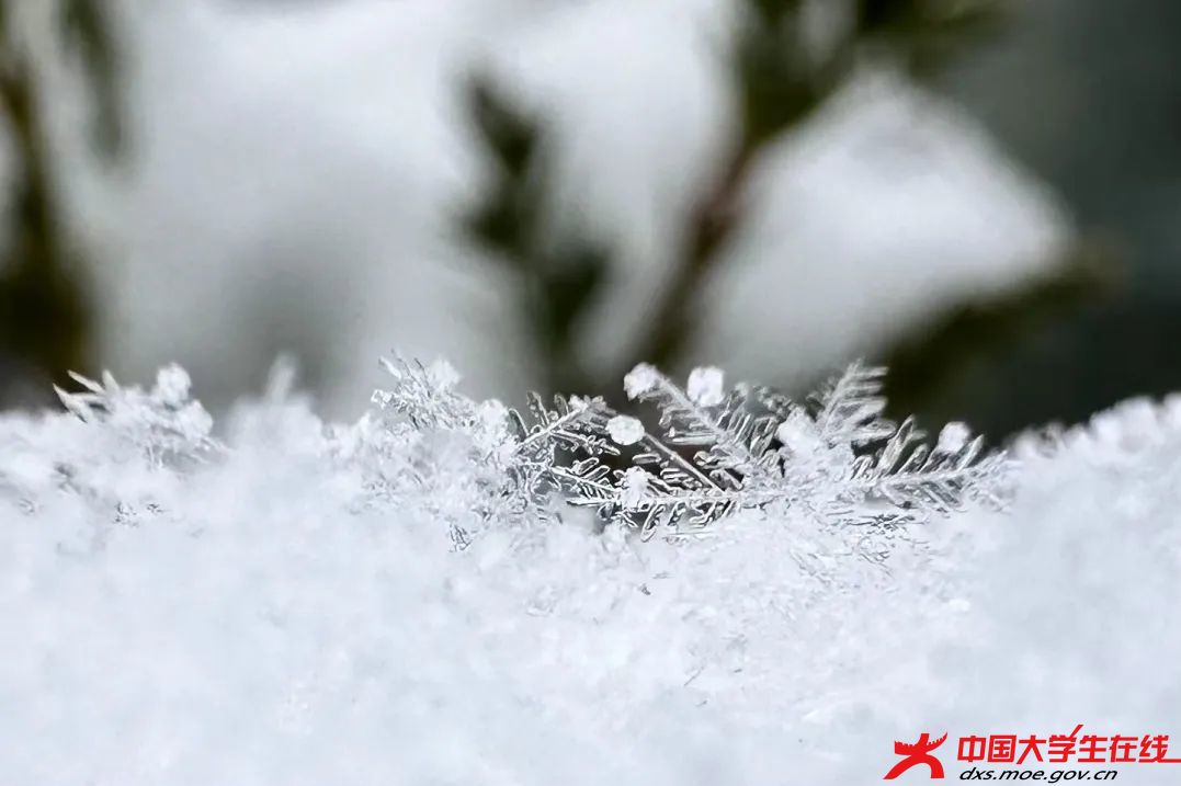 雪花晶莹如玉。刘明摄.jfif