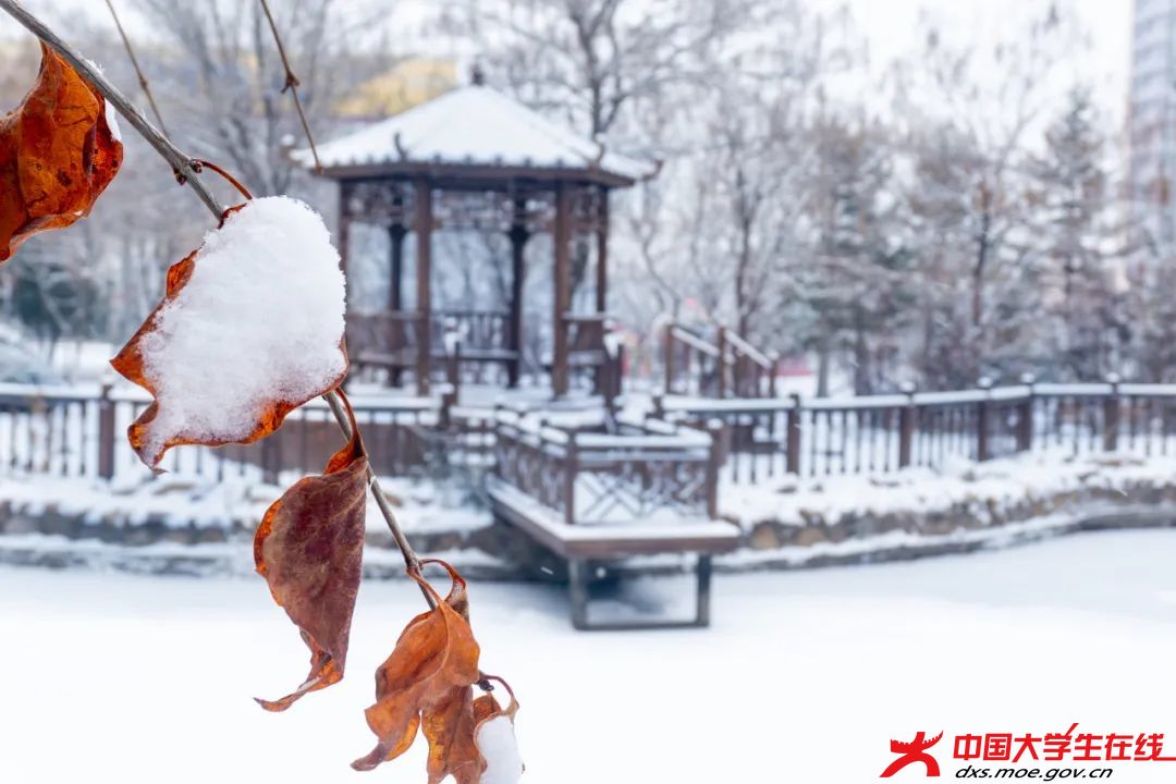 如梦似幻的雪。张韵琪摄.jfif