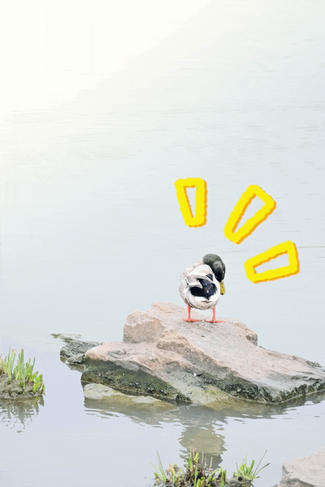 9.gif 9.gif